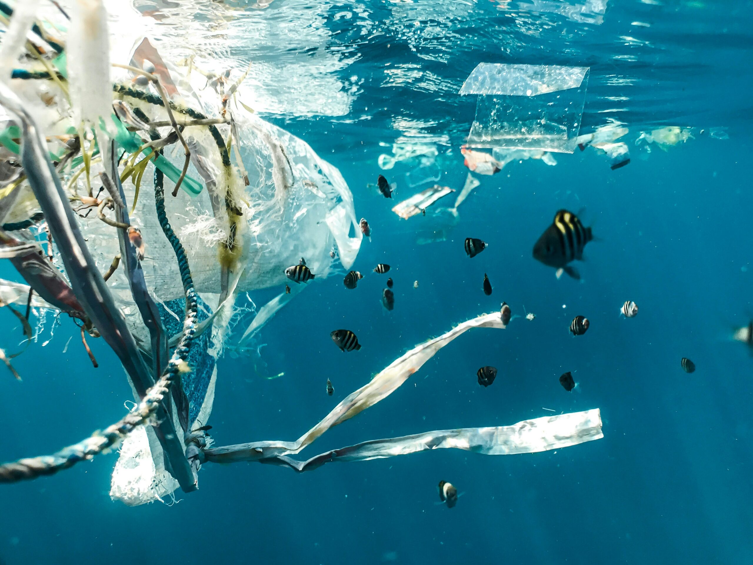 Plastikmüll der im Meer treibt, neben schwarz-gelben Fischen.