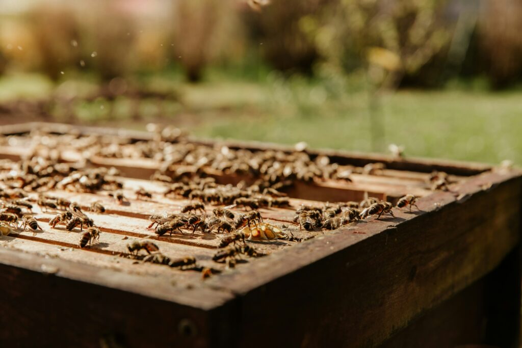 Hunderte Bienen, die sich gerade auf Bienenwachs befinden und arbeiten.