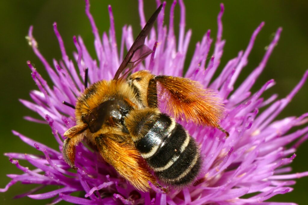 Biene mit Pollen auf einer lila Blüte. Nahaufnahme