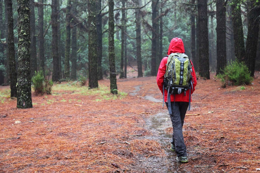 Regen im Herbst, Laub im Wald