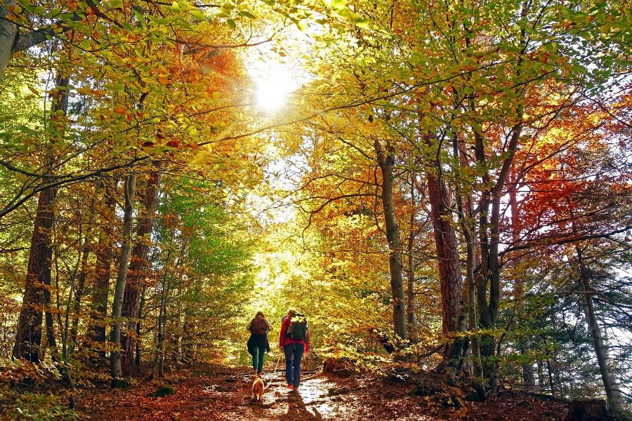 Wandern im bunten Laub der Bäume