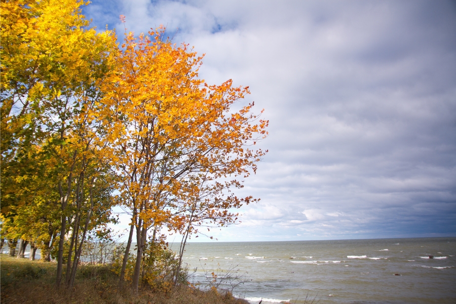 Bäume und Gestrüpp auf den Dünen, Herbstwanderung mit Meerblick