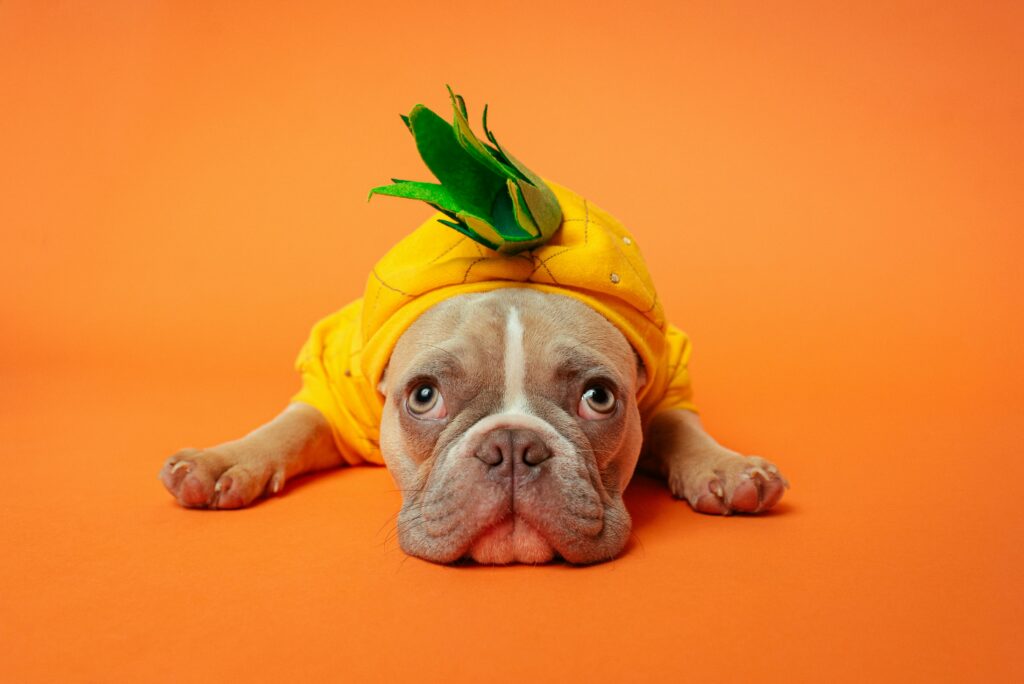 Auf diesem Bild sieht man einen Hund auf einem orangenen Hintergrund, der ein Ananaskostüm anhat.